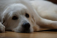 Great Pyrenees